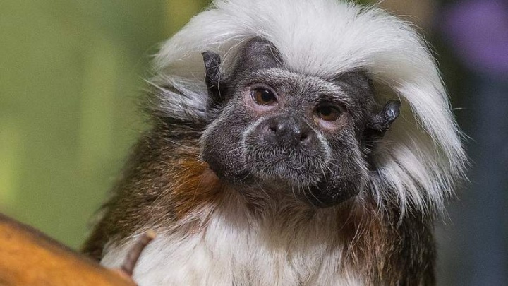 В красноярском зоопарке поселилась серьезная обезьянка с прической Эйнштейна