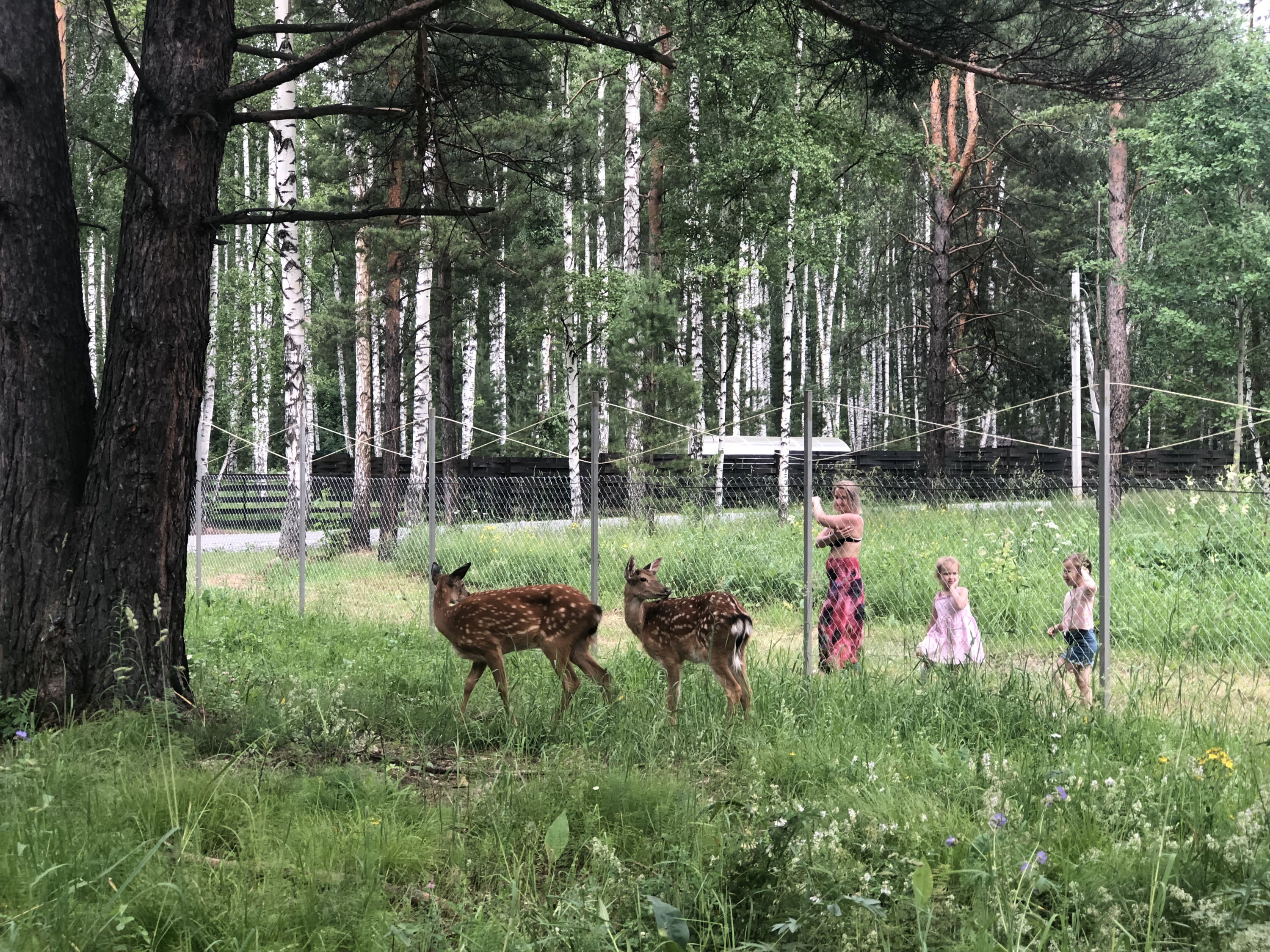 Бэмби и его подружка: в посёлок под Новосибирском привезли пятнистых оленей