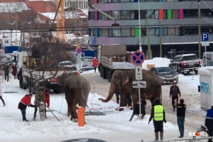 Слоны разгуливают по улице