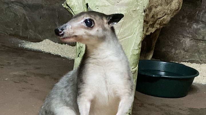 В «Лимпопо» родился кенгурёнок размером два сантиметра. Его заметили только через четыре месяца
