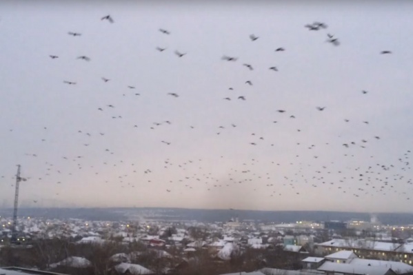 Огромные стаи кружили в небе Огромные стаи кружили в небе