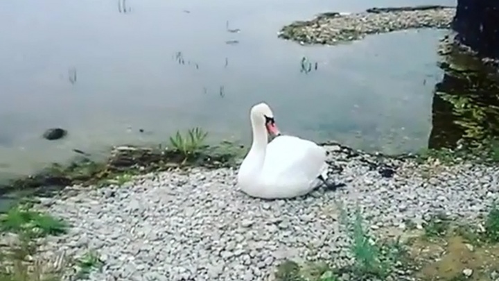 Белый лебедь на пруду: пострадавшей на Кандры-Куле птице ищут врача