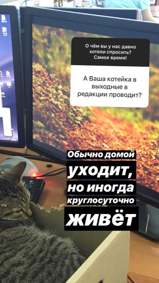 Откуда у вас кошка и когда будет лето? О чём читатели E1.RU спрашивали нас в новом сервисе Instagram