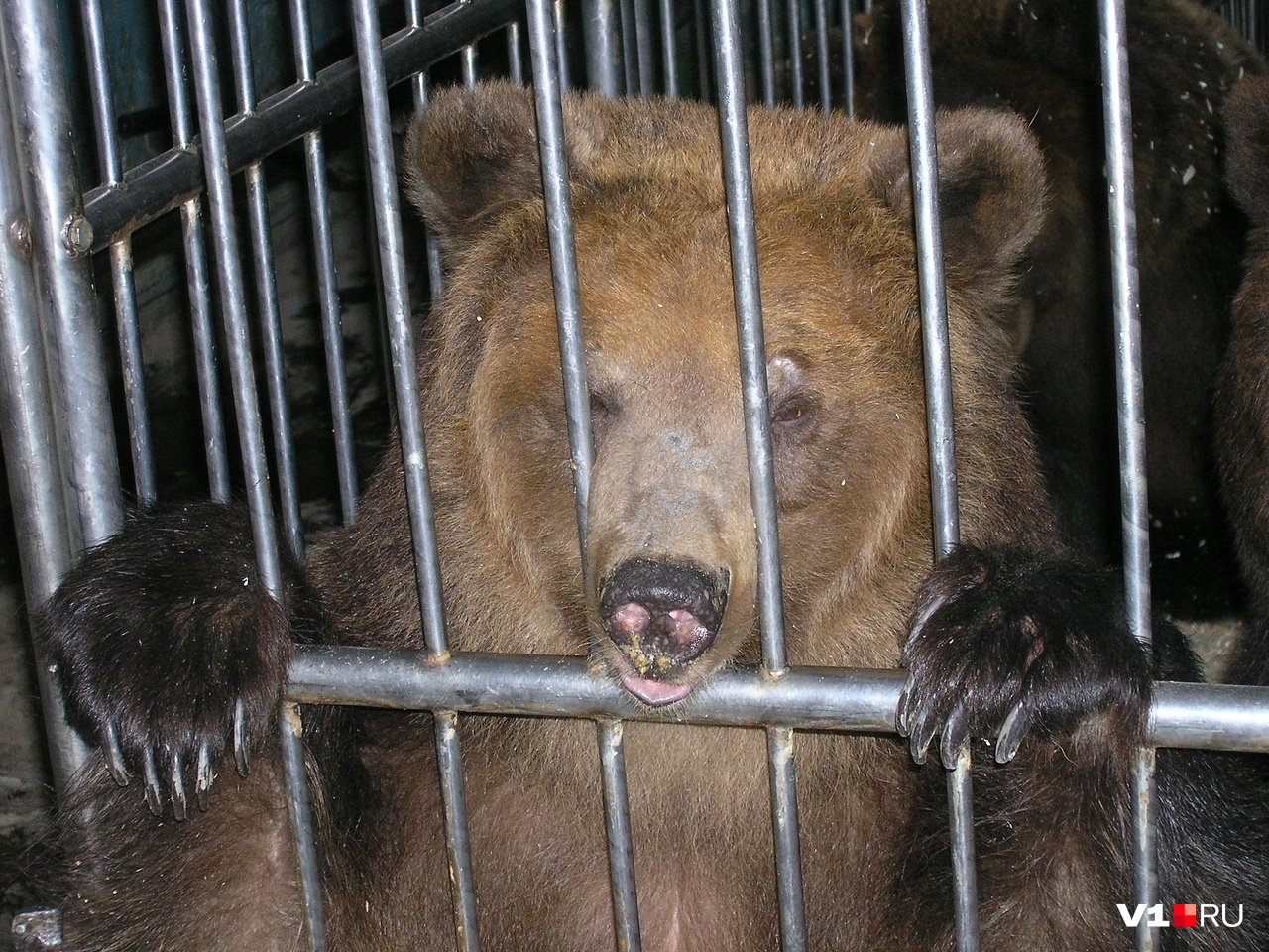«Стрелять не пришлось»: под Волгоградом нашли сбежавшую медведицу