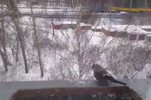 Снегири вернулись в Новосибирск в конце октября Снегири вернулись в Новосибирск в конце октября