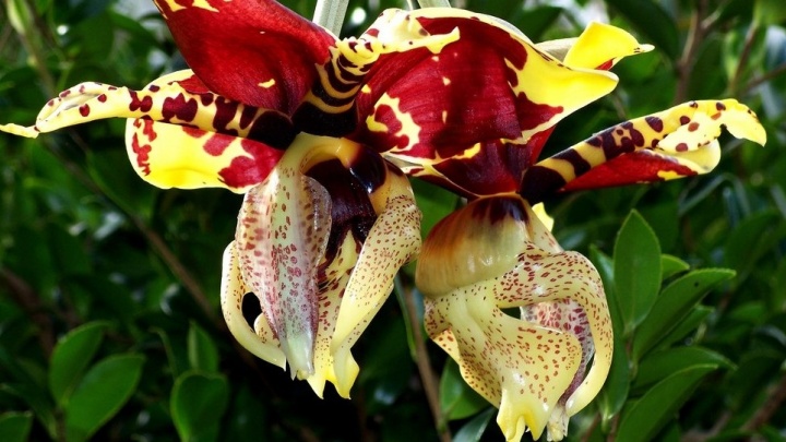 В Ботаническом саду расцвела гигантская орхидея-бык, которая пахнет шоколадом