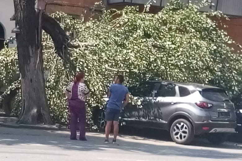 Хозяину автомобиля стоило слушать советы МЧС не парковаться под деревьями при сильном ветре Хозяину автомобиля стоило слушать советы МЧС не парковаться под деревьями при сильном ветре