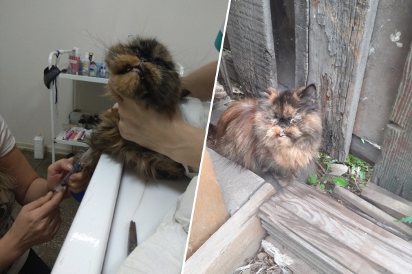 Кошка сейчас и кошка до того, как ее нашли Кошка сейчас и кошка до того, как ее нашли