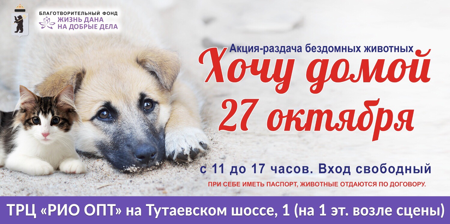 Если вы давно мечтали завести себе четвероногого друга, то завтра самое время это сделать Если вы давно мечтали завести себе четвероногого друга, то завтра самое время это сделать
