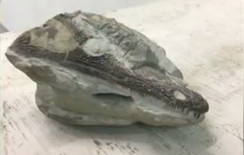 В Ярославской области нашли череп существа древнее динозавров