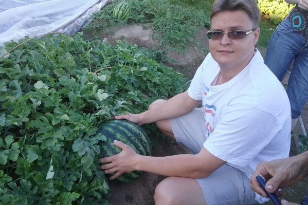 Жители Рыбинска выращивают на даче сладкие дыни и арбузы уже восемь лет Жители Рыбинска выращивают на даче сладкие дыни и арбузы уже восемь лет