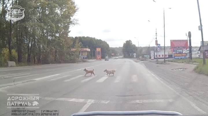 Умные ачинские собаки перешли дорогу по светофору и удивили водителя
