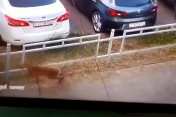 Несчастное животное в панике носится по большому городу Несчастное животное в панике носится по большому городу