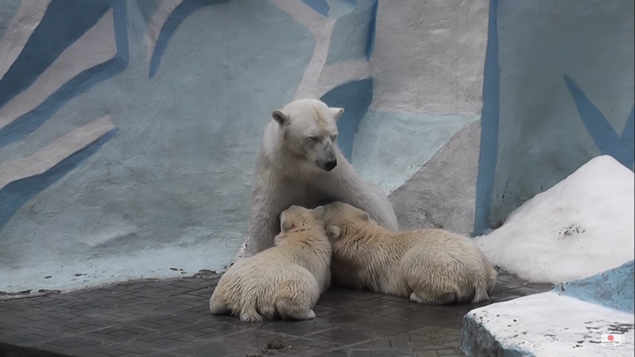 Герда Новосибирский зоопарк