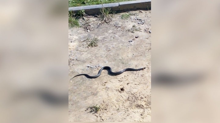 «Надеюсь, что её кто-нибудь потерял»: челябинцев напугала змея на детской площадке