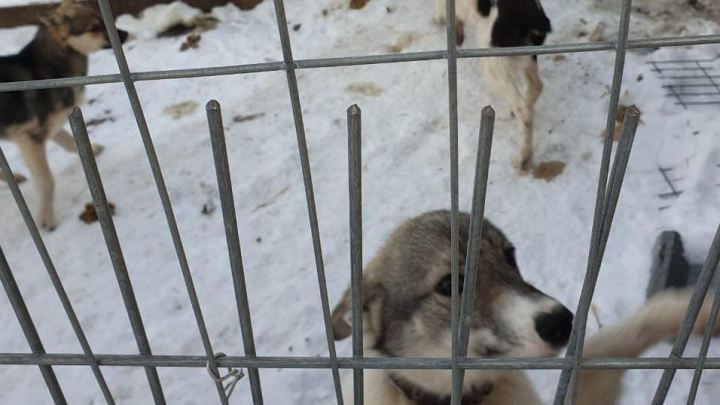В Камышлове на передержку, где собак доводят до смерти, приехала полиция