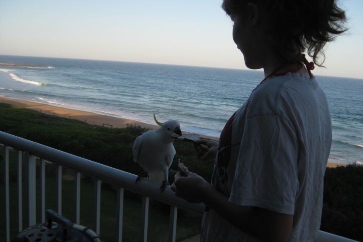 Попугаи в Австралии такое же обычное животное, как у нас голубь