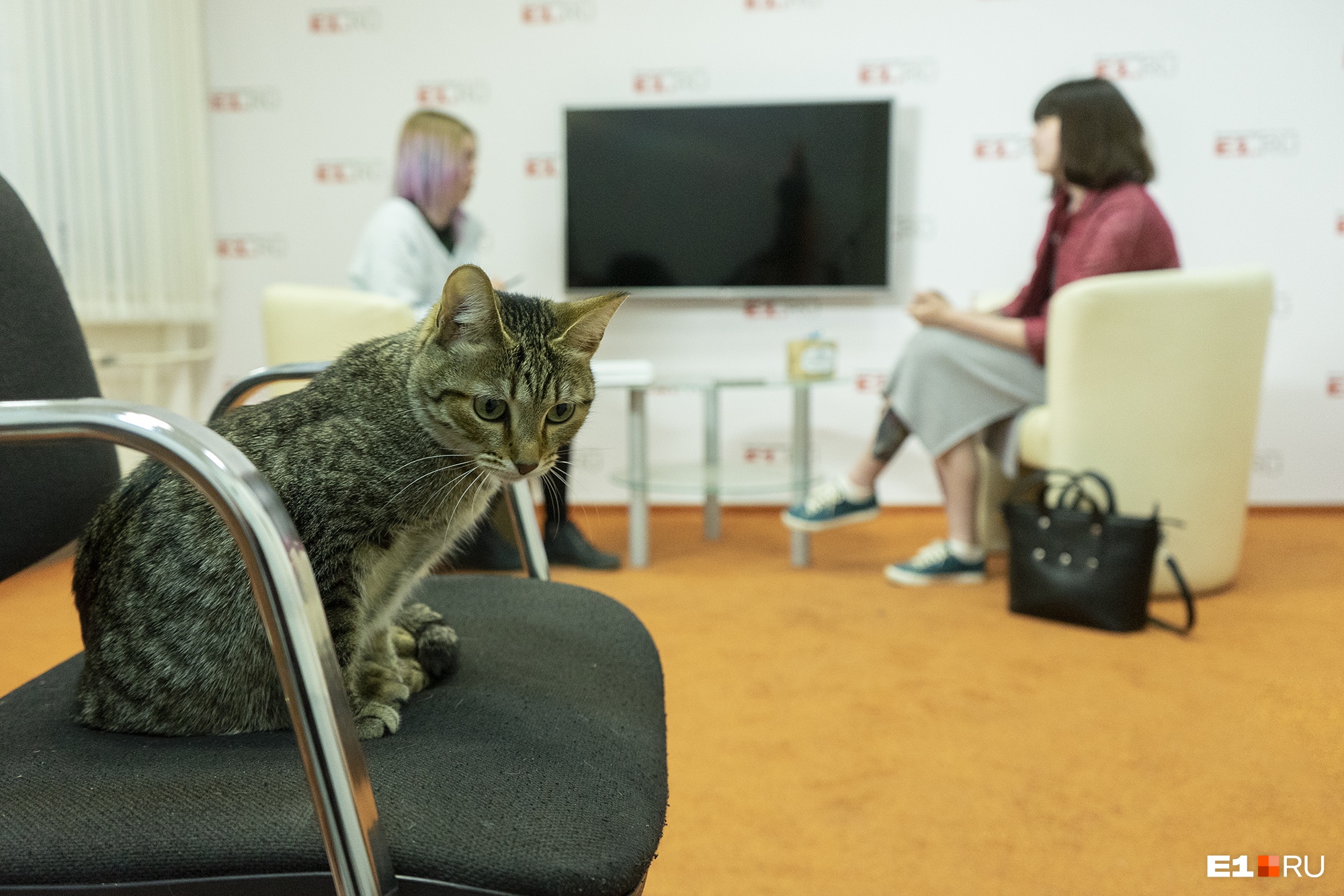 Интервью под наблюдением кошки E1.RU Интервью под наблюдением кошки E1.RU