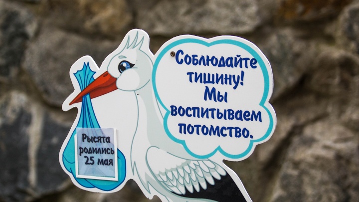 В Новосибирском зоопарке поставили таблички с возрастом маленьких зверят