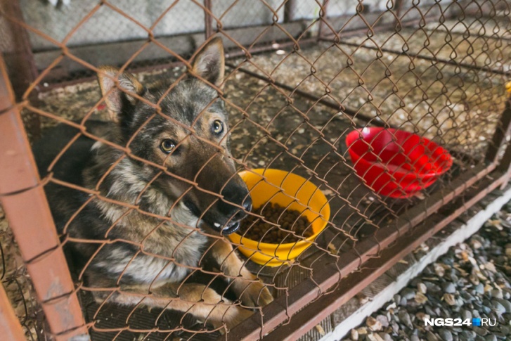 Сфера отлова собак в Красноярске регулярно оказывается в центре скандалов