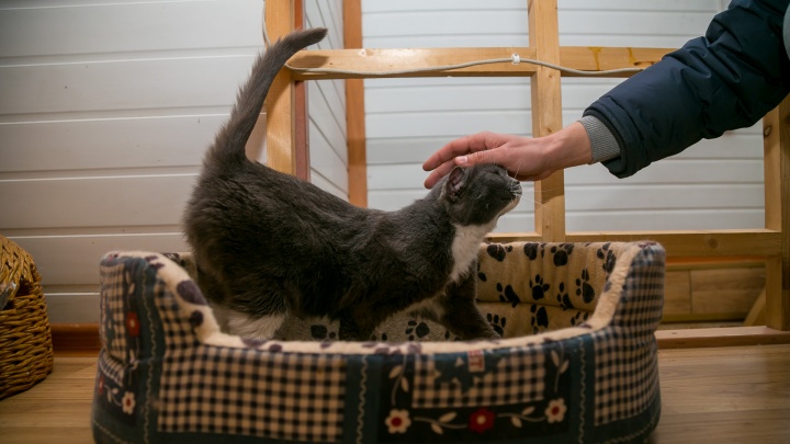 Бизнес на котиках: как любительница животных продала квартиру для вложений в зоогостиницу