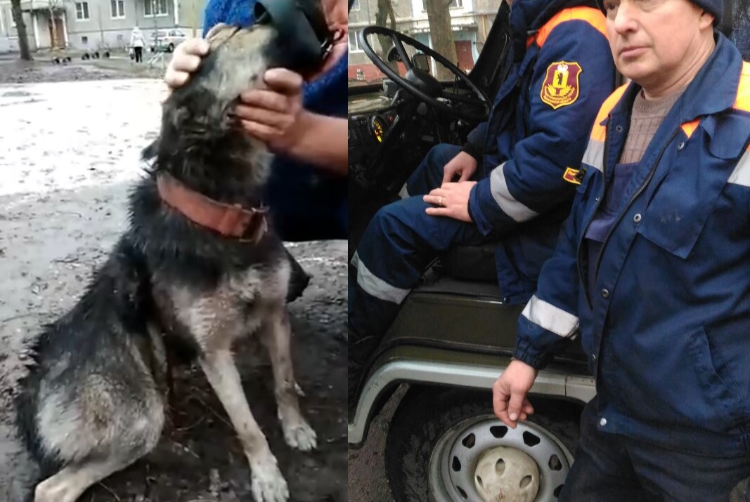«Кто и за что так издевался над животным?»: в Ростове Великом собаку насадили на арматуру