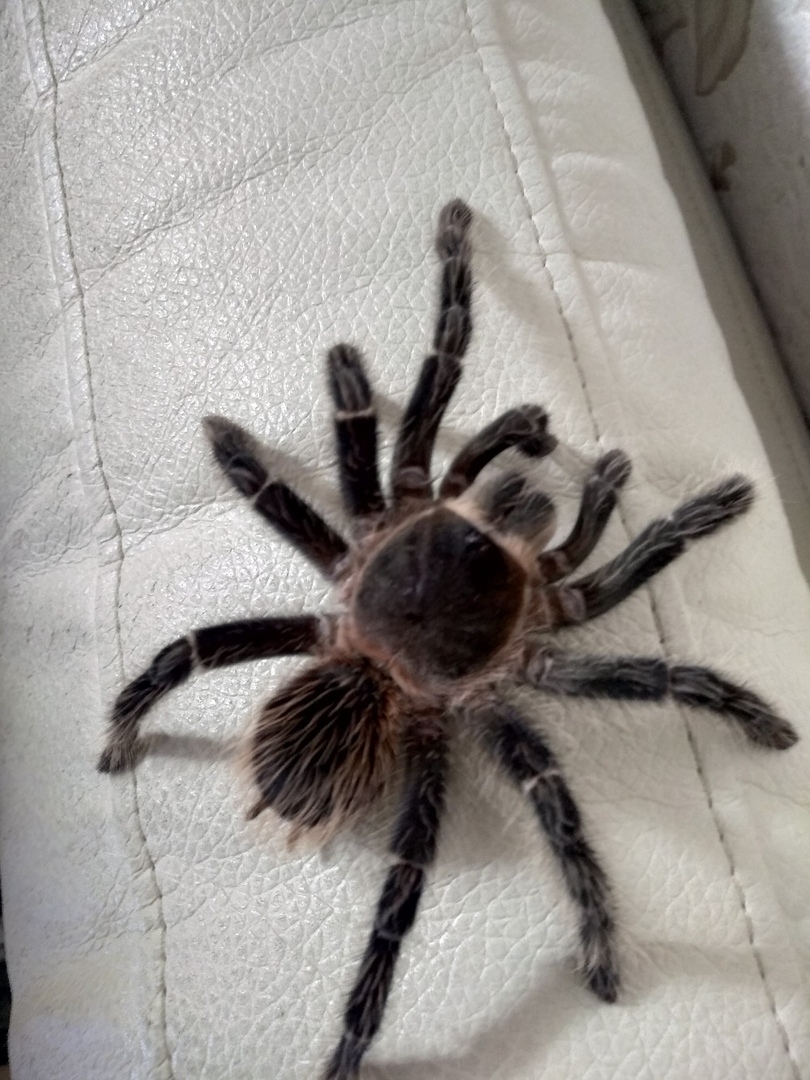 Lasiodora parahybana (лошадиный паук) Lasiodora parahybana (лошадиный паук)