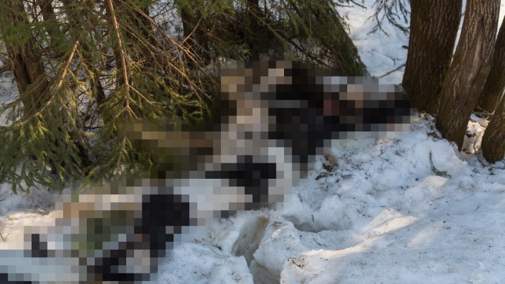 В посёлке под Пермью на обочине трассы нашли мертвых телят