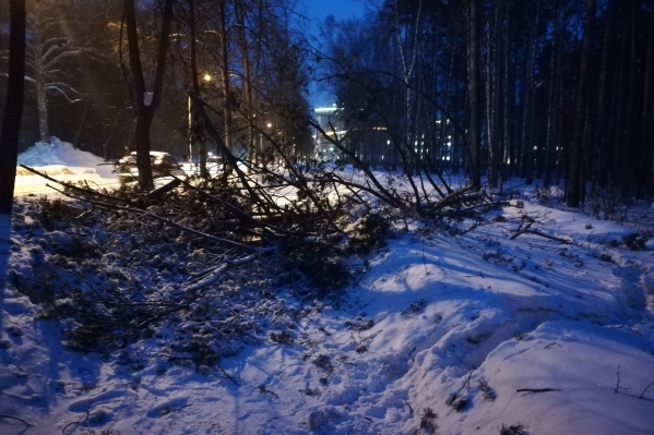 На улице Пирогова во время сильного ветра упало дерево На улице Пирогова во время сильного ветра упало дерево