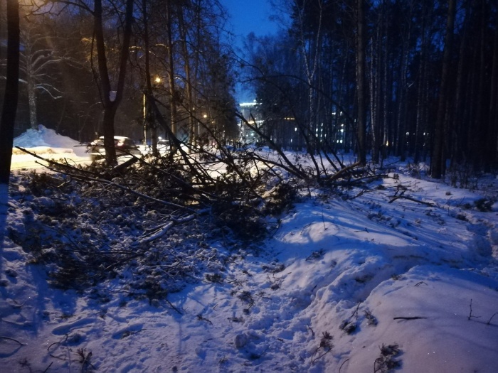 На улице Пирогова во время сильного ветра упало дерево На улице Пирогова во время сильного ветра упало дерево