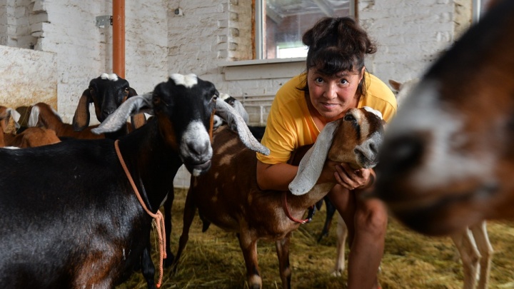 Работать некому: фермер из Сысерти решила продать стадо элитных коз из-за проблем с кадрами