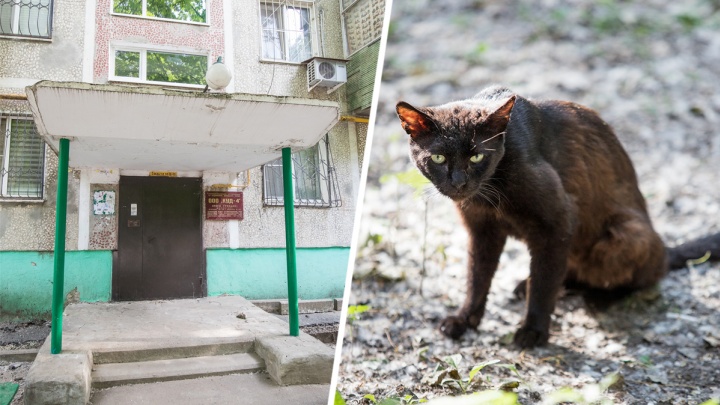 В Ростове женщина выкинула 20 котов из своей квартиры
