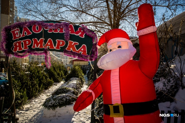 До 10 декабря в городе начнут продавать ёлки. До 10 декабря в городе начнут продавать ёлки. 