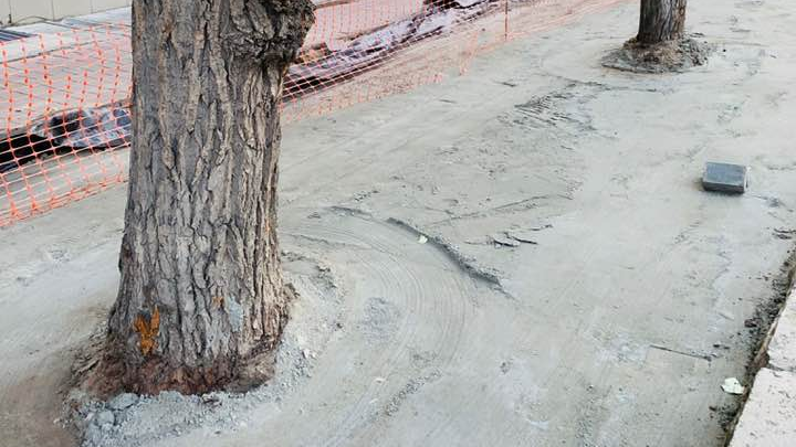 Рабочие залили цементом деревья на Красном проспекте, а потом раскопали обратно