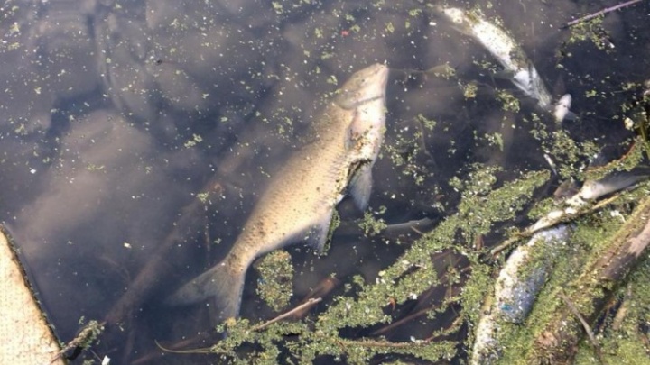 Рыба в реке Миасс могла погибнуть из-за мусора или нехватки кислорода — первые выводы специалистов
