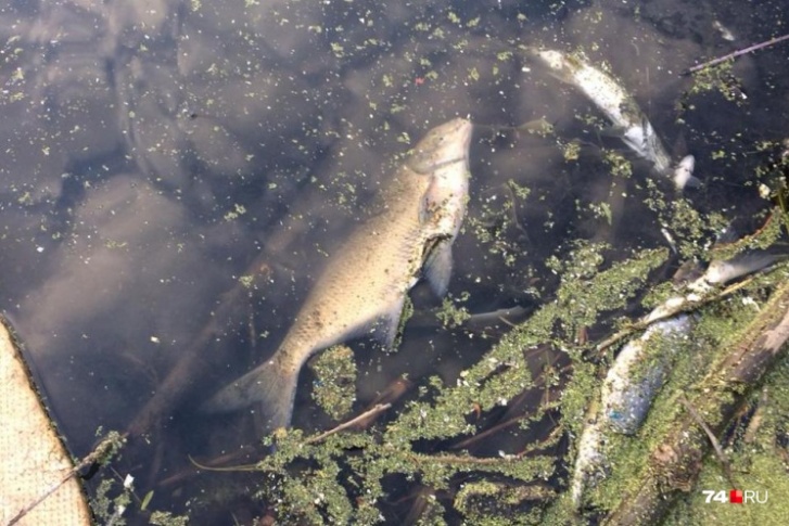Мёртвую рыбу заметили на территории Металлургического района