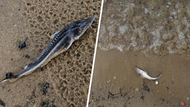 «Рыба не смогла уйти под воду»: почему в Волге погибли тысячи мальков ценной стерляди