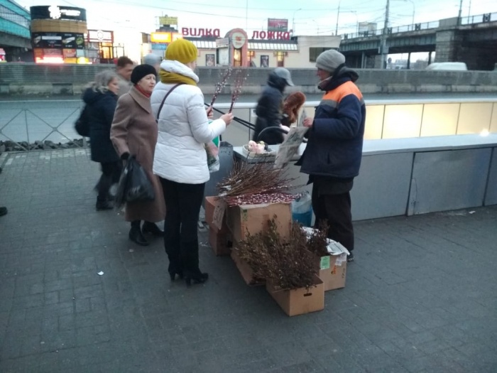 Распустившаяся алтайская верба стоит дороже новосибирской Распустившаяся алтайская верба стоит дороже новосибирской