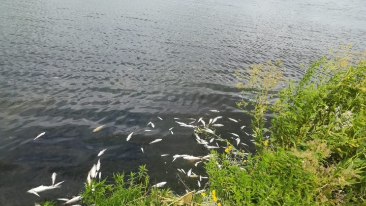 В правительстве назвали причины гибели рыбы на озере в селе Толбазы