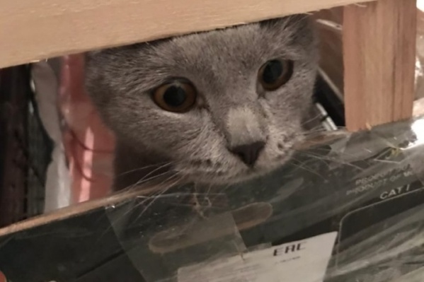 У кота по кличке Эль повреждена лапа У кота по кличке Эль повреждена лапа