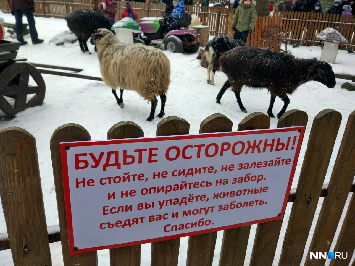 Баран смешное