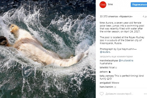 Фото красноярской медведицы опубликовало в своем instagram издание Time Фото красноярской медведицы опубликовало в своем instagram издание Time
