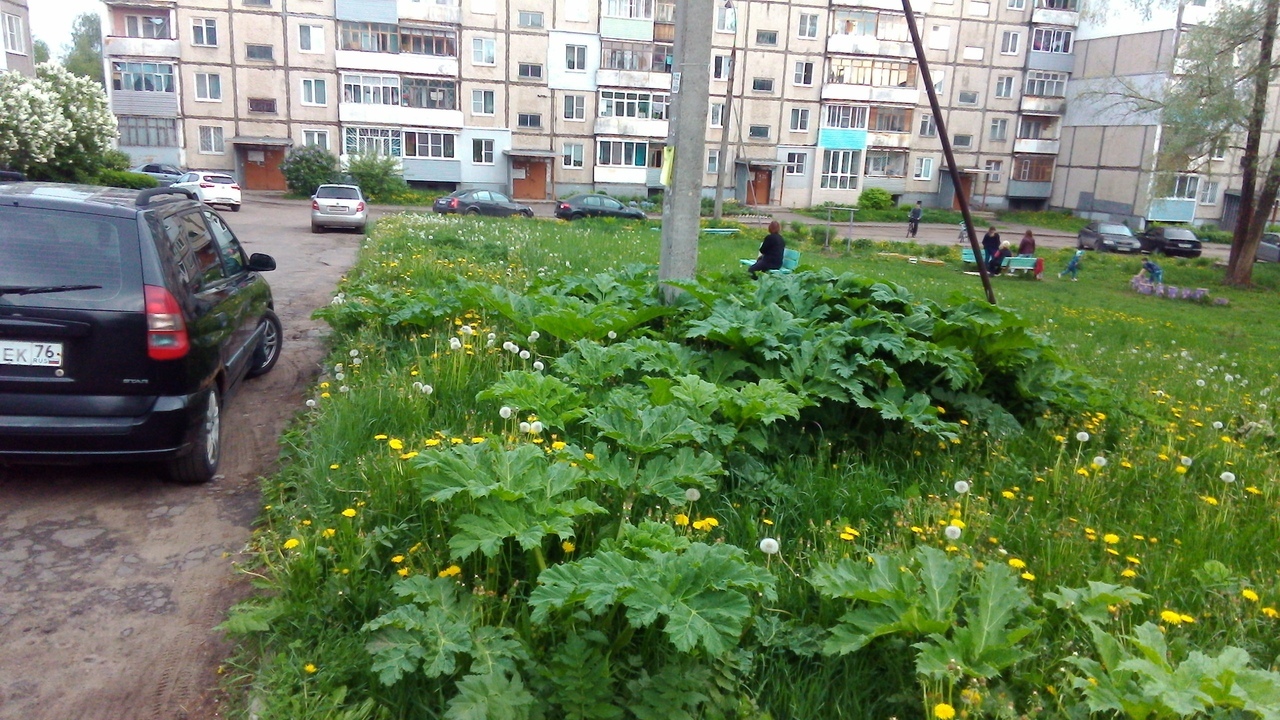 Ядовитый сорняк «залез» во двор, где играют дети Ядовитый сорняк «залез» во двор, где играют дети