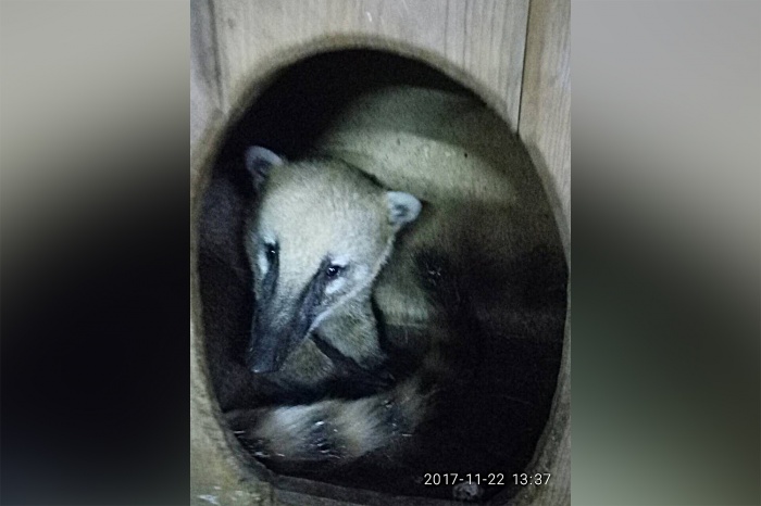 Пока Мэн пытается спрятаться от незнакомых людей в домике Пока Мэн пытается спрятаться от незнакомых людей в домике