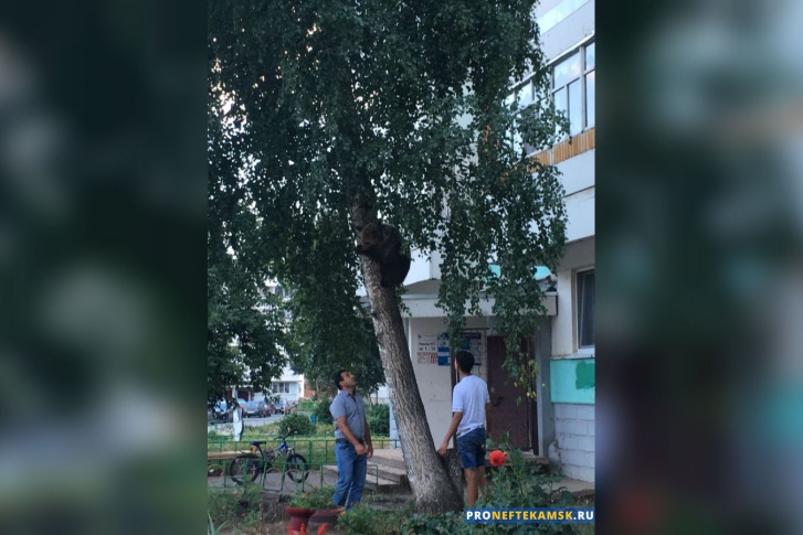 Медвежонок резво взобрался на дерево Медвежонок резво взобрался на дерево