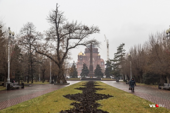 Крона тополя (на фото справа) станет строго вертикальной Крона тополя (на фото справа) станет строго вертикальной