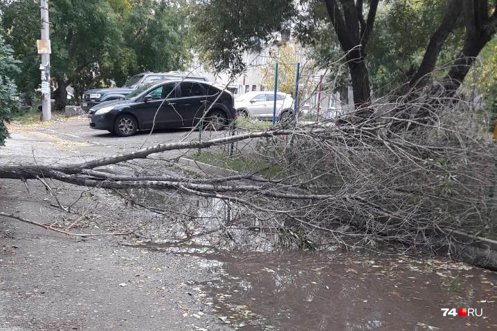 Там и тут по городу валяются внушительные ветки Там и тут по городу валяются внушительные ветки