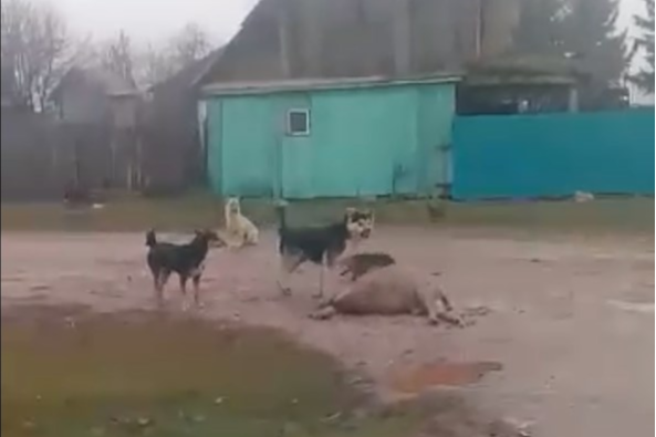 Собаки нападают на домашних животных прямо посреди села, не опасаясь людей Собаки нападают на домашних животных прямо посреди села, не опасаясь людей