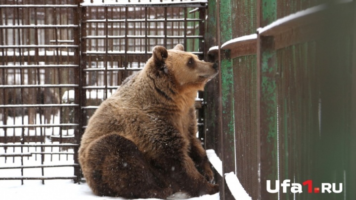Работники зоопарка «Абзаково» спасают медвежонка