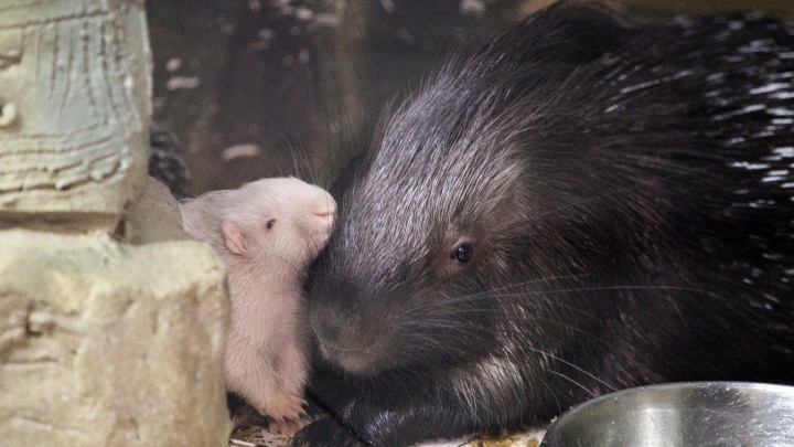 В Ярославском зоопарке родился дикобраз-альбинос: трогательные фото